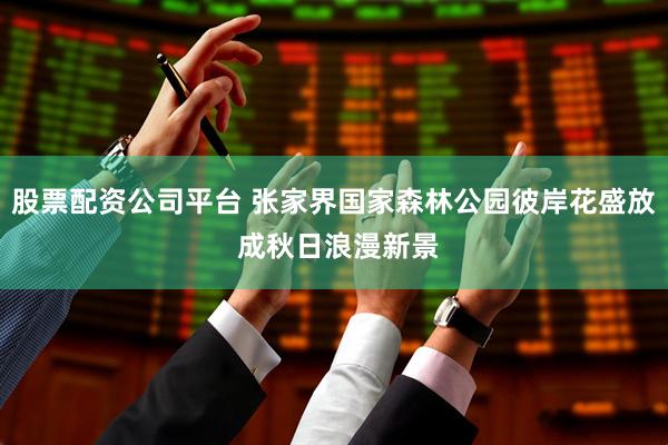 股票配资公司平台 张家界国家森林公园彼岸花盛放 成秋日浪漫新景