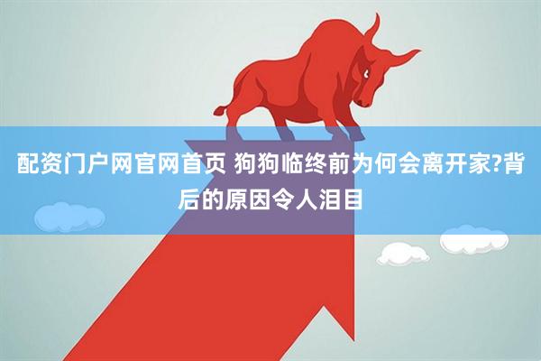 配资门户网官网首页 狗狗临终前为何会离开家?背后的原因令人泪目