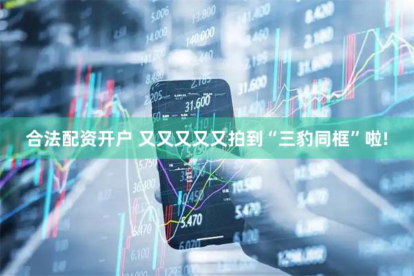 合法配资开户 又又又又又拍到“三豹同框”啦!